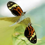 Variable Tarnung