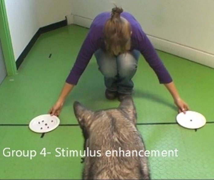Video der Woche: Hundeforschung