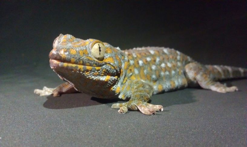 Warum es bei Regen keine Geckos regnet