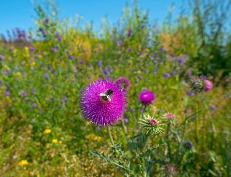 Artenschwund macht Bienen untreu