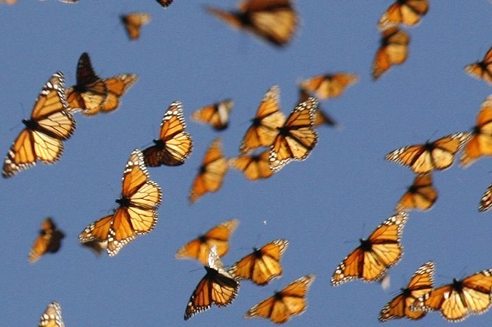 Monarchfalter mit Magnetsinn