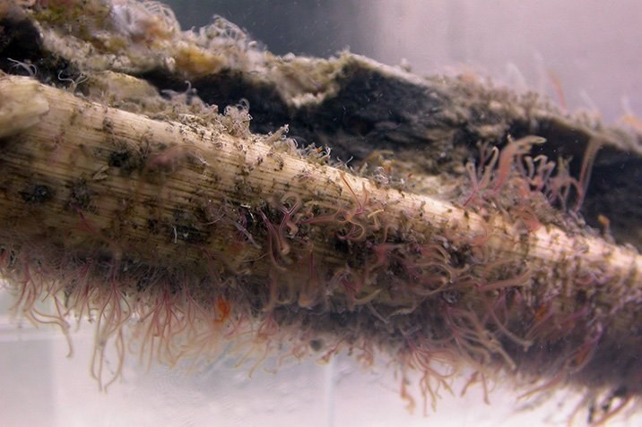 Knochenfresser-Wurm fraß Meeressaurier