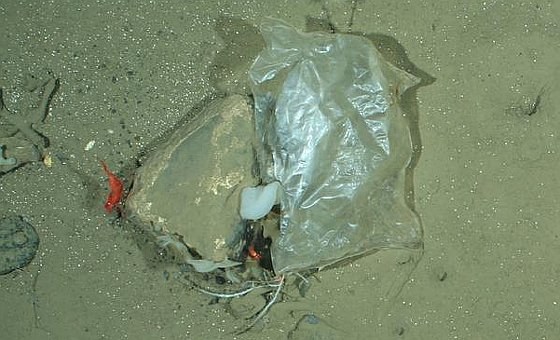 Sogar im arktischen Meer treibt Müll