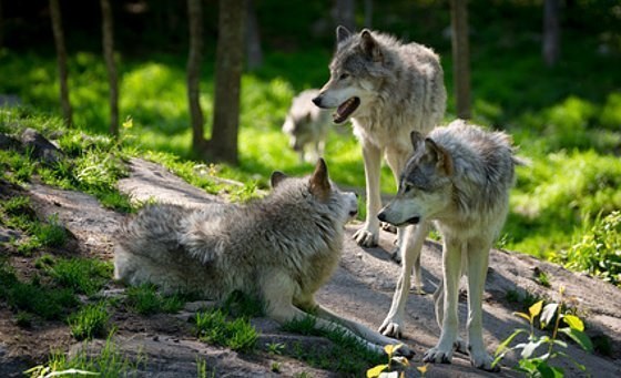 Wie der Wolf die "Neue Welt" eroberte