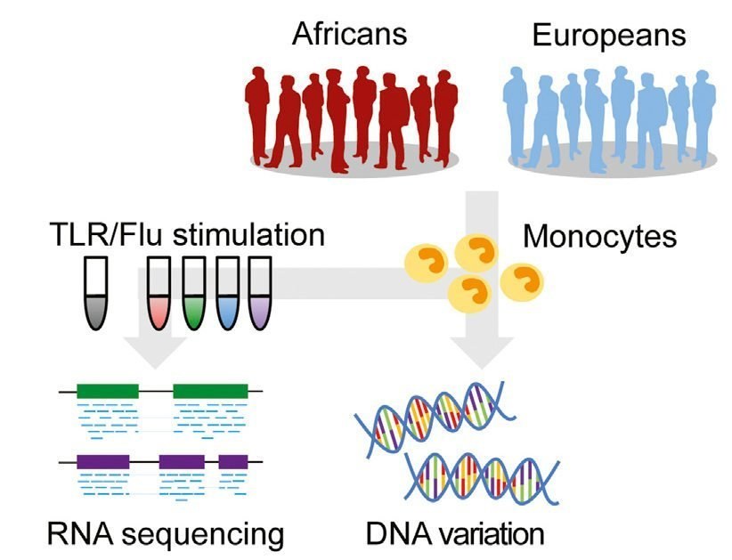 Europäisches und afrikanisches Immunsystem