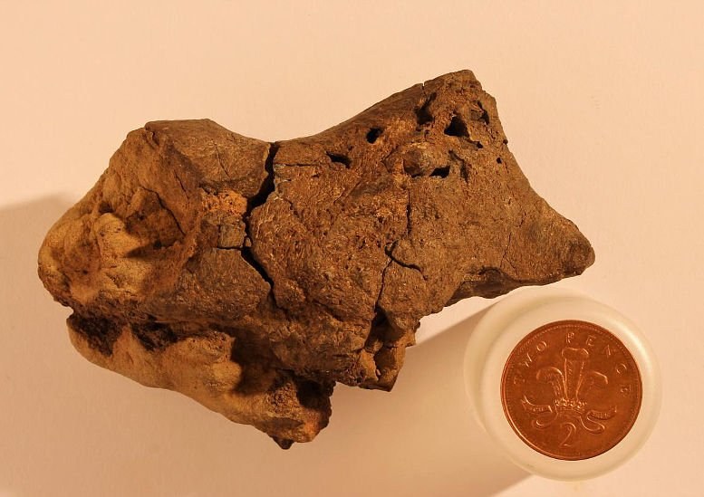 Fossiles Dino-Hirngewebe identifiziert