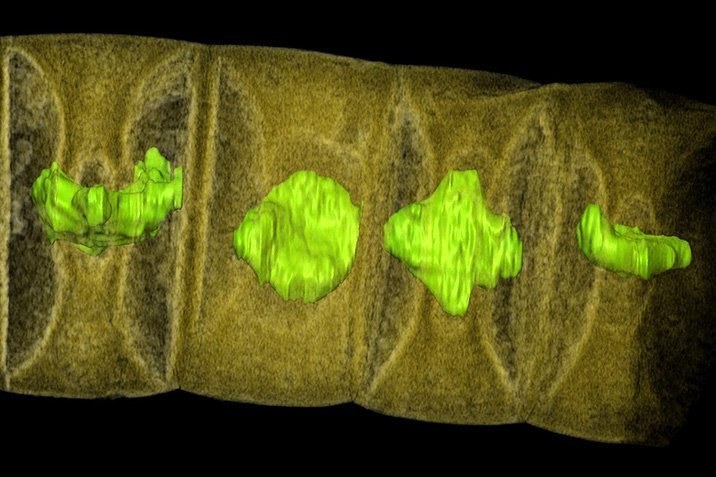 Älteste Pflanzenfossilien entdeckt?