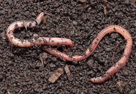 Zerteilter Regenwurm – aus eins mach zwei?