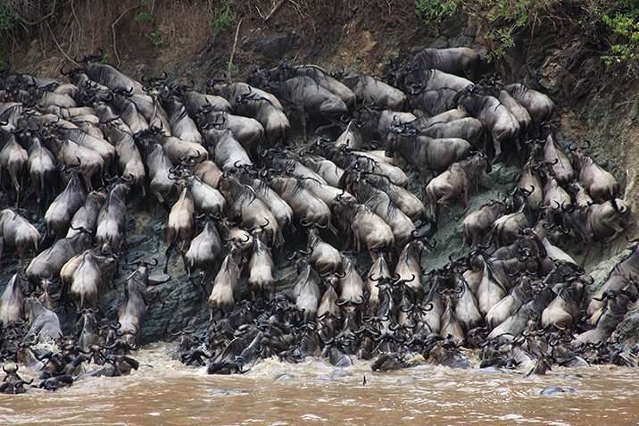 Gnus: Massentod mit Zusatznutzen