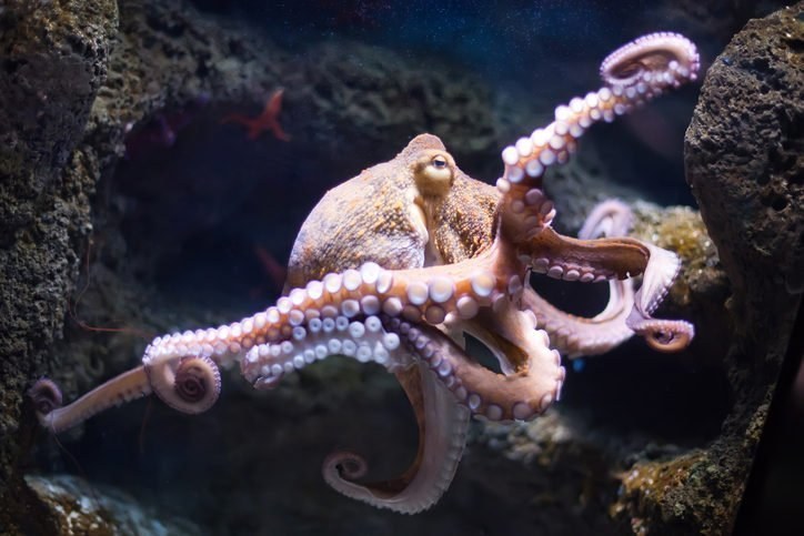 Warum verknoten sich Oktopus-Arme nicht?