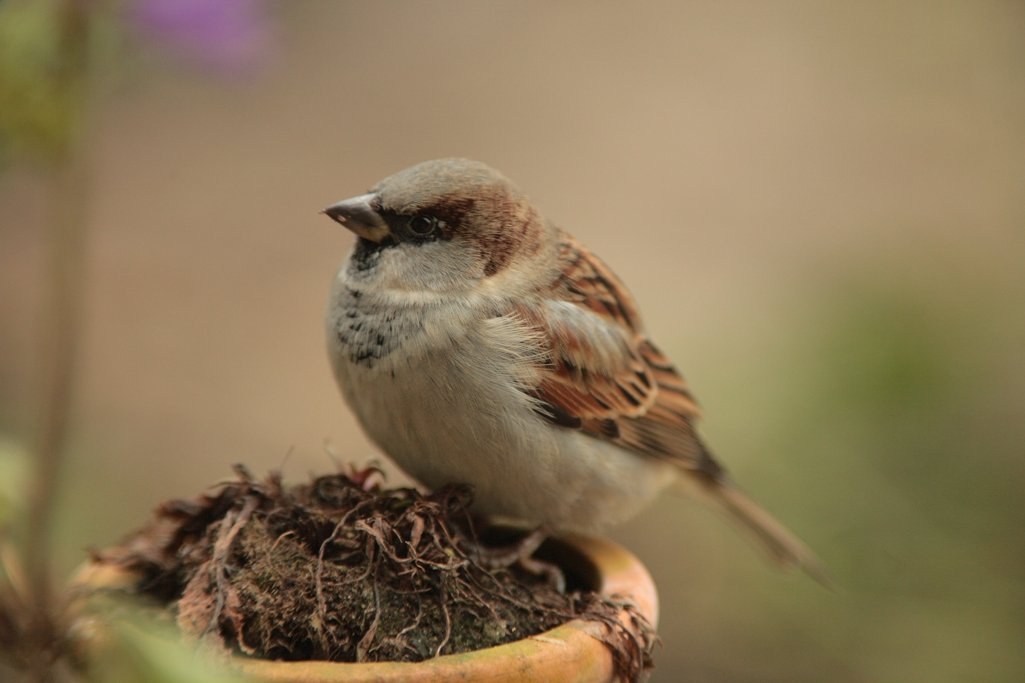 Vogelzählung: Wieder mehr Wintervögel