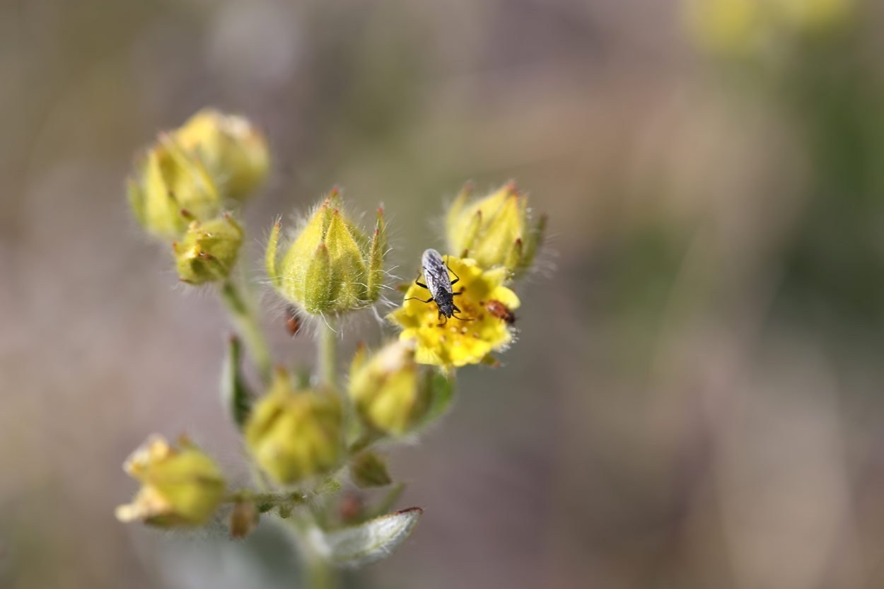 Arktis: Klimawandel verändert Arthropoden-Gemeinschaften