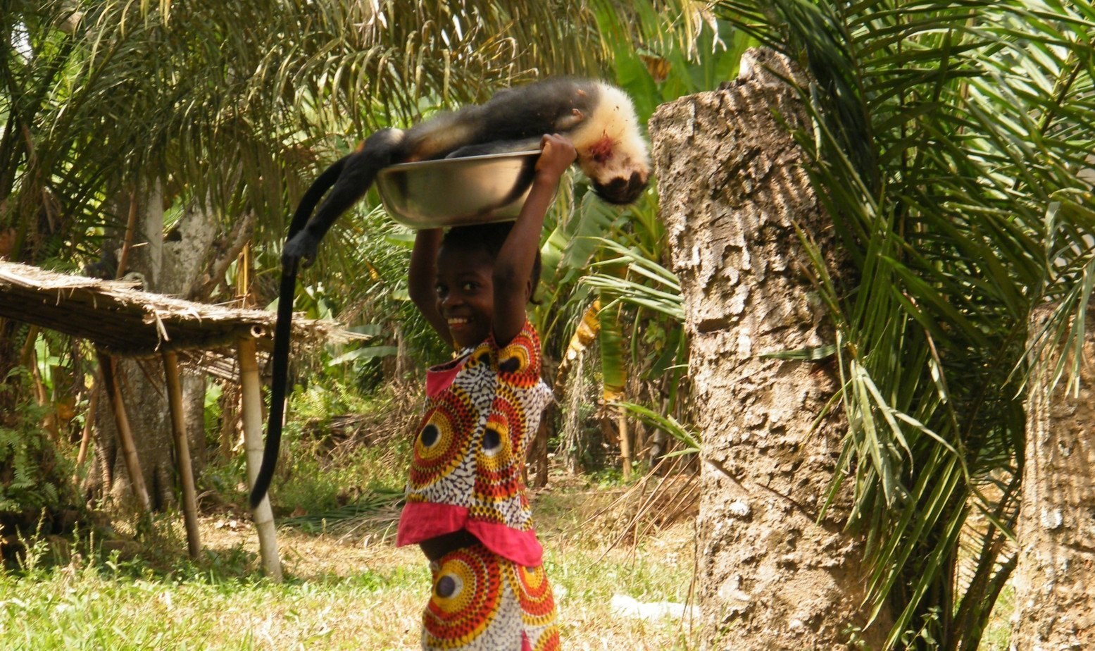 Bushmeat: Kluge Lösungsansätze sind gefragt