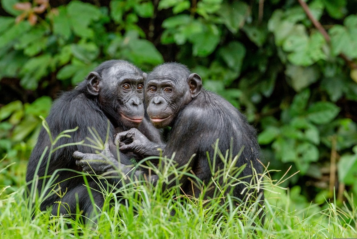 Bonobos fühlen sich verpflichtet