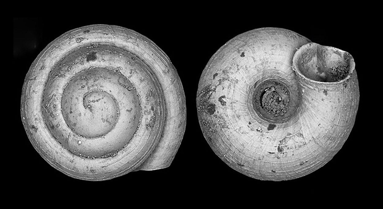 Weltweit kleinste Landschnecke entdeckt