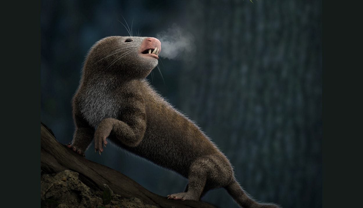 Was die Ohren über gleichwarme Tiere verraten