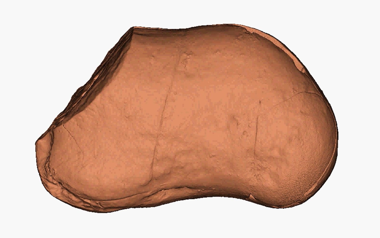 Urzeitliches 3D-Herz entdeckt
