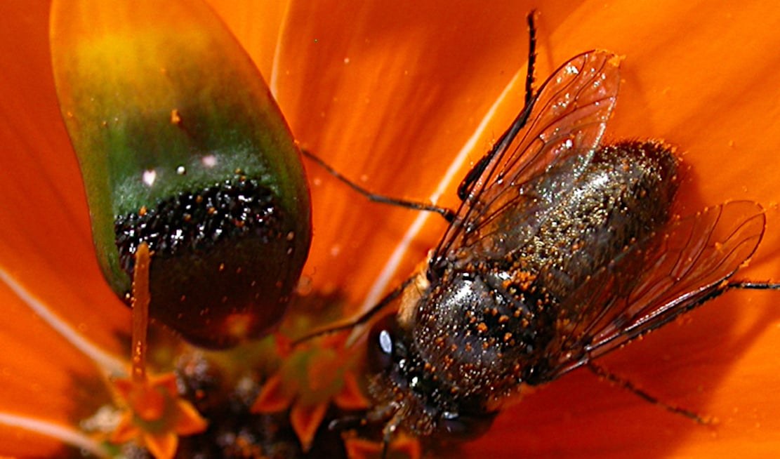 Blüten locken mit Fliegen-Attrappen