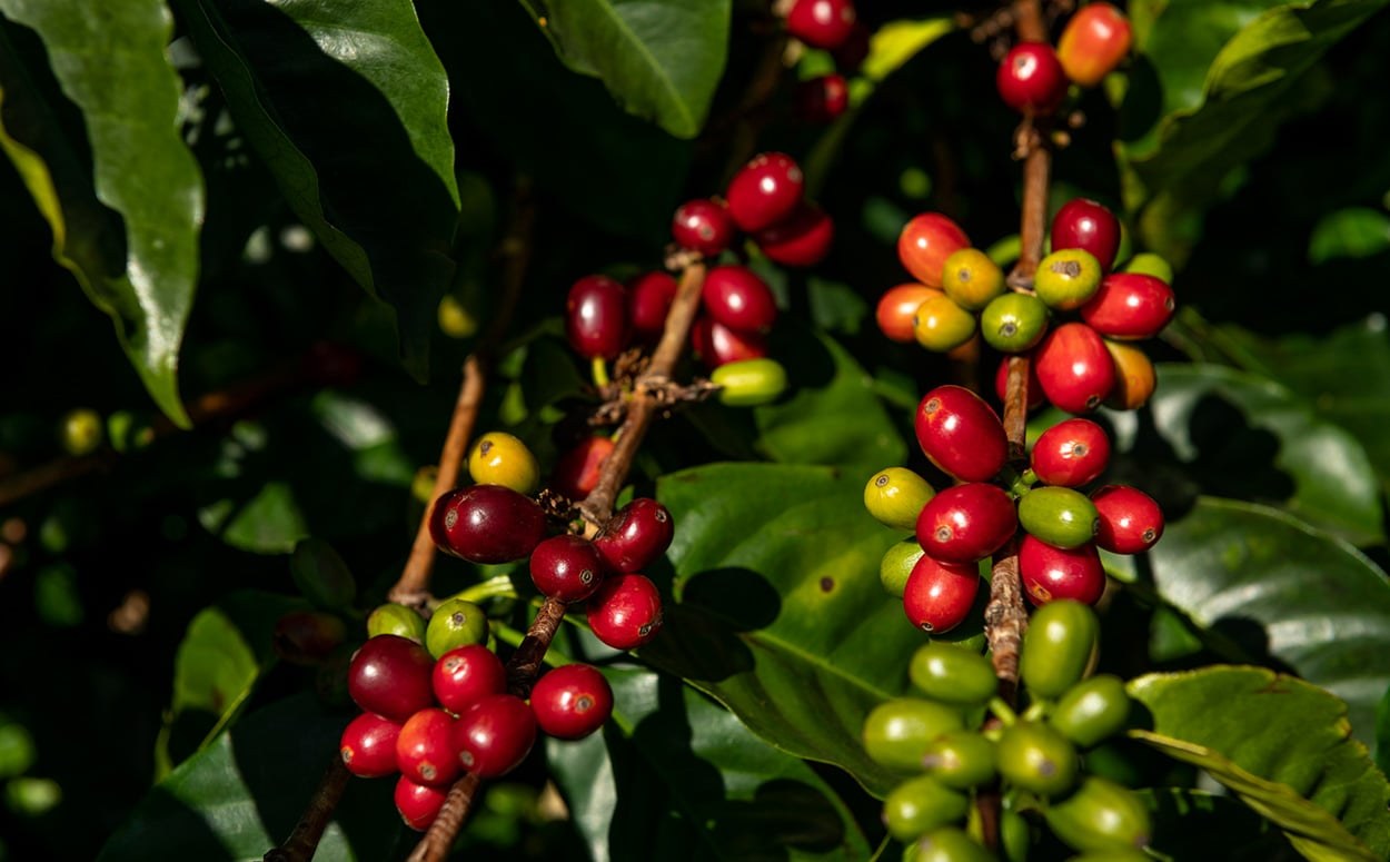 Genom des Arabica-Kaffees im Detail entschlüsselt