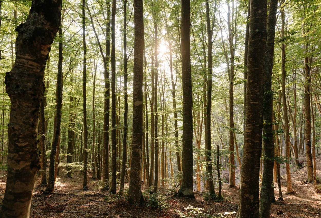 Klimawandel verändert Symbiosen zwischen Bäumen und Pilzen