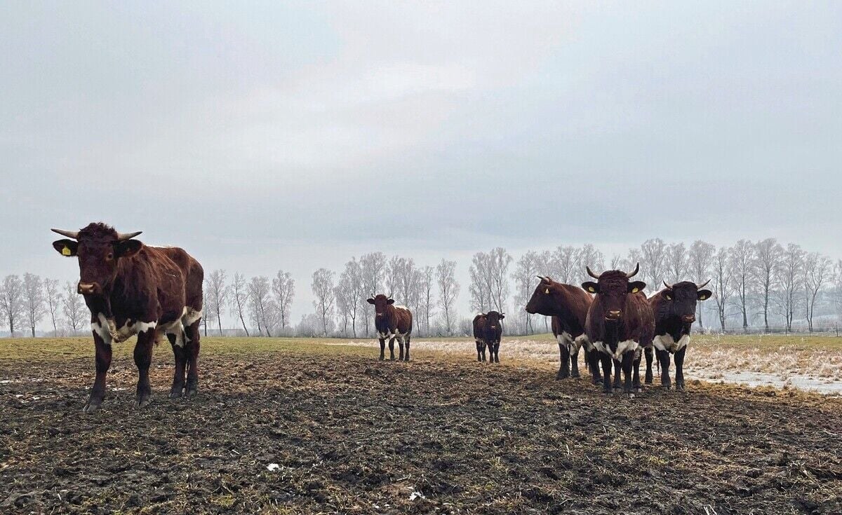 Kühe als Landschaftspfleger