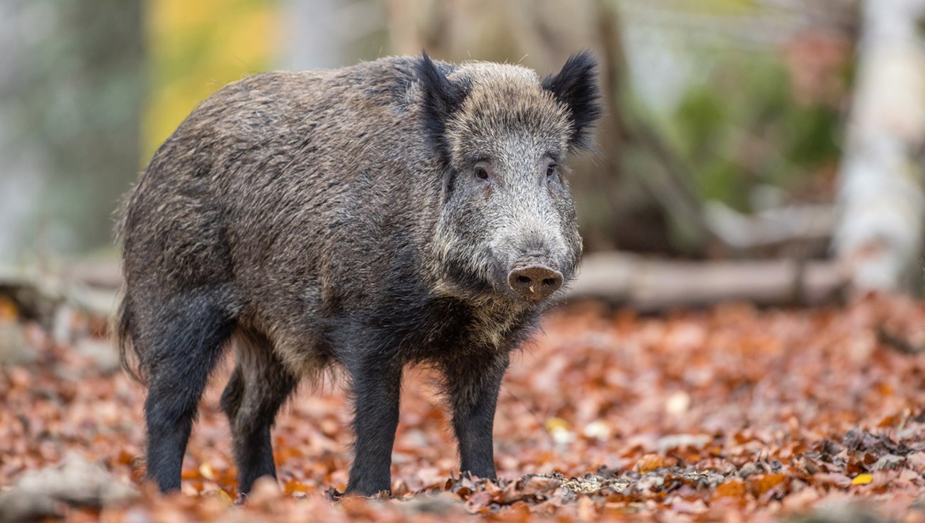 Wildschweinfleisch mit Ewigkeitschemikalie PFAS belastet