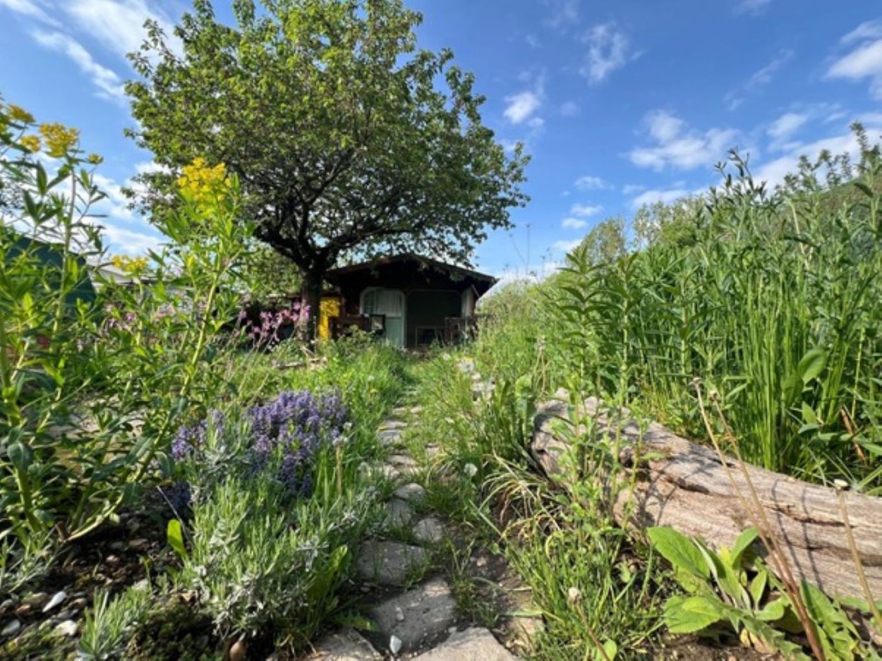 Mitmach-Projekte: Biodiversität und Wildbienen im eigenen Garten