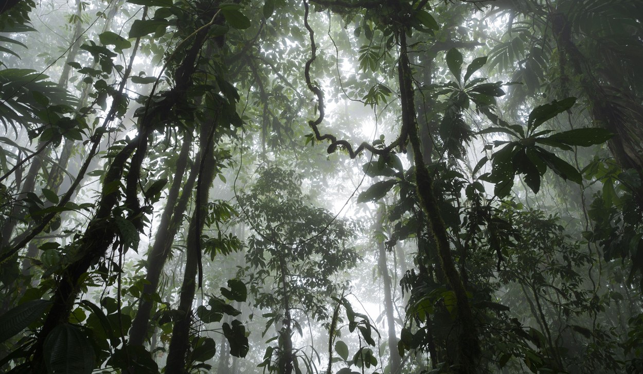 Regenwald erholt sich besser als befürchtet