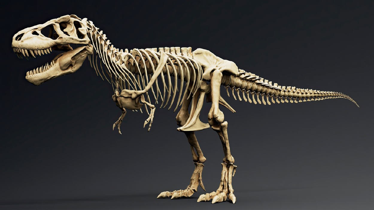 Warum der Tyrannosaurus so kurze Arme hatte
