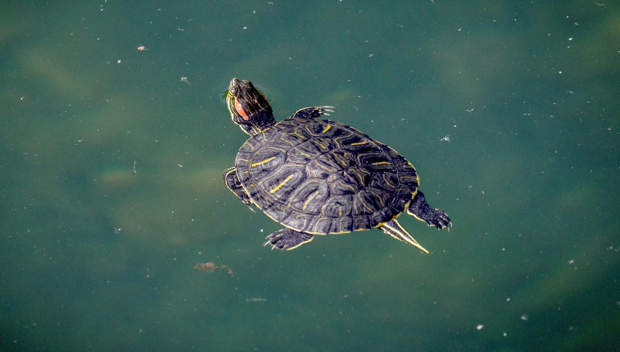 14 von 15 Schildkröten in Deutschland sind eingeschleppt