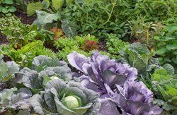 "Der Garten soll eine Vision vom besseren Leben geben"