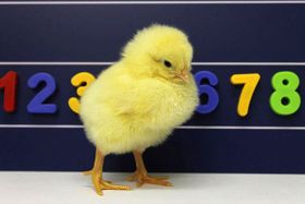 Küken mit "menschlichem" Mengen-Gefühl