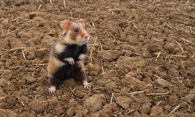 Sommer lässt Hamsterbacken leer