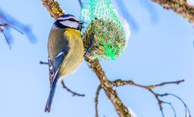 Fünf-Punkte-Check für die Vogelfütterung