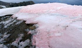 Blutschnee beschleunigt Gletscherschmelze