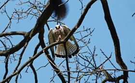 Ein Falke auf der Jagd