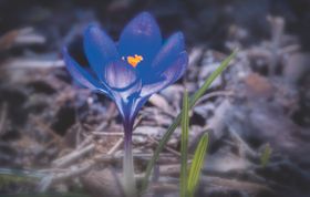 Krokusse