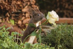 Eichhörnchen mit Rose