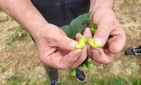 Wie könnte Hopfen nachhaltiger verarbeitet werden?