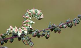 Raupe im Tarnkleid