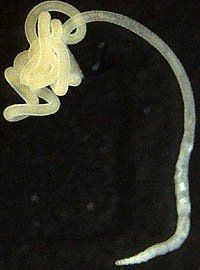 Ungewöhnliche Symbiose zu dritt