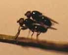 Biologen beobachten Altern bei Insekten in freier Natur