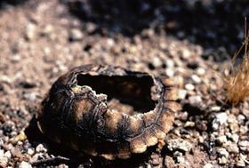Schildkröten der Mojawe-Wüste leiden unter wachsender Rabenpopulation