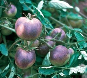 Gleich zwei Wünsche auf einmal: Neue Tomaten sollen vor Krebs und Herzinfarkt schützen
