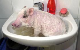 Schwein gehabt: Tierorgane sollen künftig den Bedarf an Organen für Transplantationen
         decken helfen