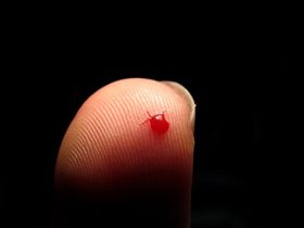 Darmkrebsspuren im Blut