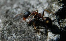 Persönliche Beziehungen im Ameisenstaat