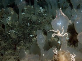 Buntes Treiben in antarktischen Gewässern