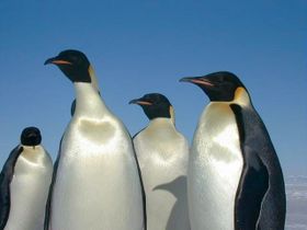 Der lange Atem der Pinguine