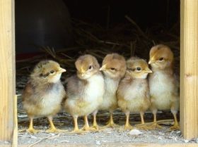 Wie man bei Vögeln Männlein und Weiblein unterscheiden kann